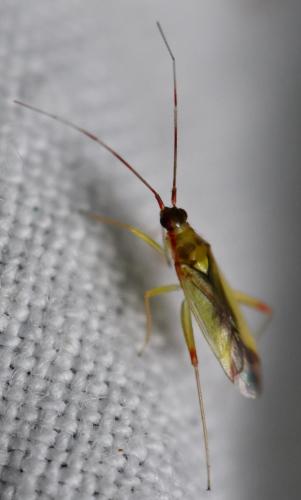 Campyloneura virgula